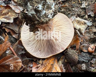 La famiglia delle Cortinariaceae è costituita principalmente da funghi velenosi. Vista dal basso Foto Stock