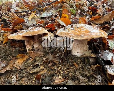 La famiglia delle Cortinariaceae è costituita principalmente da funghi velenosi. Foto Stock