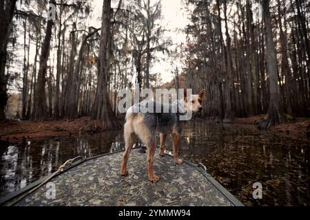 Blue heeler su una barca paludosa Foto Stock