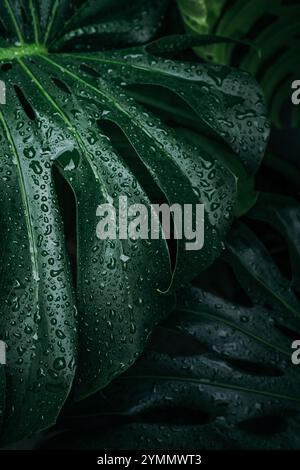 primo piano le foglie di monstera con gocce d'acqua Foto Stock