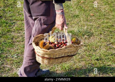 uomo che cammina a mano in un campo tenendo un cesto pieno di castagne Foto Stock