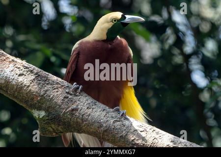 Primo piano di un uccello del paradiso Foto Stock