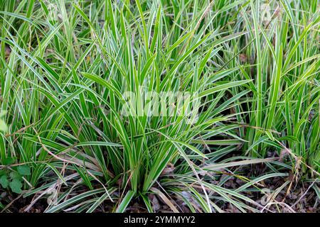 Carex "Ice Dance", erba dura Foto Stock