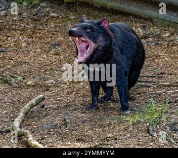 Il diavolo della Tasmania sta in piedi e ruggendo, aprendo la bocca e mostrando i suoi denti in un ambiente naturale Foto Stock