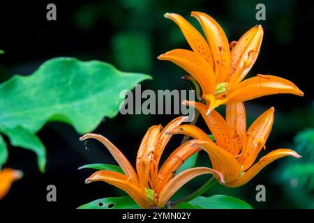 Lilium bulbiferum croceum, Orange Fire Lily, Jimmy's Bane Tige St John's Lily Foto Stock