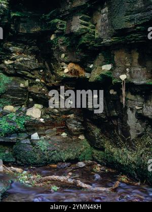 Ammira a sud-ovest il nido di un tuffatore, le offerte votive e le targhe di ardesia alla base della cascata di St Nectan sul fiume Trevillitt, vicino a Tintagel, Cornovaglia, EN Foto Stock