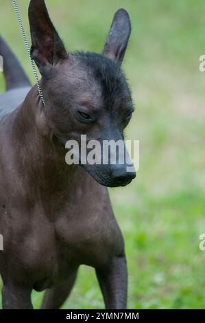 Ritratto da vicino di un cane Xoloitzcuintli ad una mostra canina Foto Stock