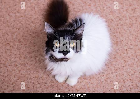 Uno straordinario gatto bianco e nero, caratterizzato da occhi gialli vibranti, guarda con attenzione la fotocamera, creando un'immagine accattivante Foto Stock