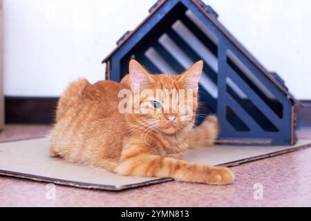 Un gatto arancione vibrante è comodamente adagiato su una scatola di cartone, godendosi il suo punto intimo e rilassandosi tutto il giorno Foto Stock