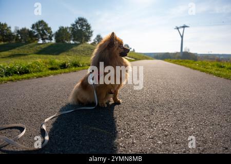 Un piccolo cane è seduto sul lato di una strada con un guinzaglio. Il cane indossa un'imbracatura rossa Foto Stock