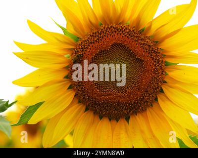 Primo piano di girasole giallo brillante in piena fioritura in estate con un'ape, in campo agricolo. Cultura Helianthus annuus Foto Stock