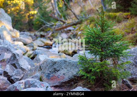 Un piccolo abete che cresce tra le montagne tra pietre, primo piano. Foto di alta qualità Foto Stock