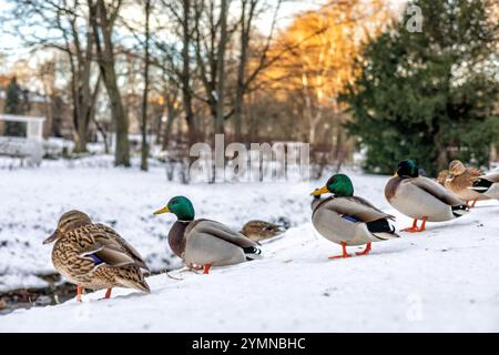 Anatre sedute sulla neve di fronte a un ruscello in un parco. Foto di alta qualità Foto Stock