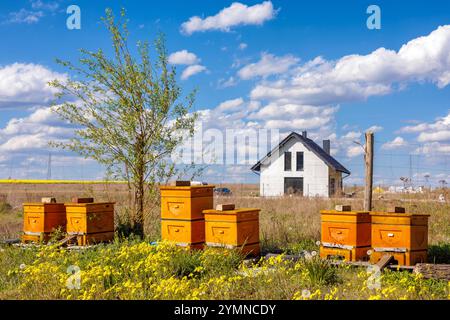Sei alveari in un prato con una casa sullo sfondo. Apiario in campagna. Foto Stock