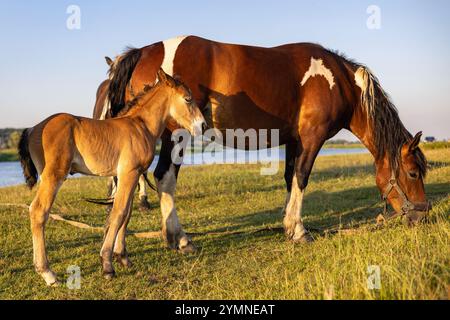 Un puledro e un cavallo pascolano sulla riva del fiume sotto i raggi del caldo sole che tramonta. Foto Stock