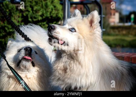 Due bellissimi cani bianchi con gli occhi blu alzarono i loro bocconcini e aspettavano un regalo dal loro proprietario. Foto Stock