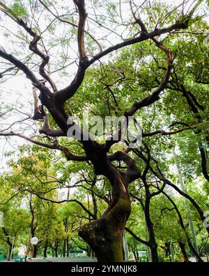 Maestoso albero contorto nel lussureggiante parco sotto una tettoia di vibrante fogliame verde, che mette in risalto la bellezza unica della natura e le forme organiche Foto Stock