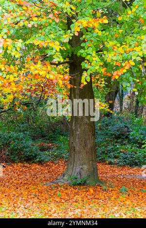 Faggi in un bosco all'avvicinarsi dell'autunno, mostrando foglie verdi, marroni e gialle Foto Stock