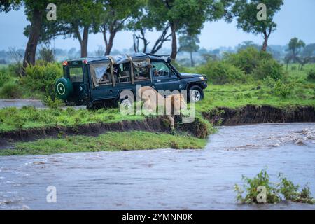 Il leone maschile poggia sulla riva del fiume accanto al camion Foto Stock