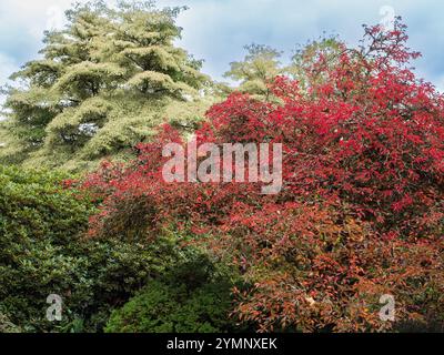 Fogliame autunnale rosso di Prunus incisa "Kojo-No-mai" contrasta con le variegate foglie di ornus controversa "variegata" Foto Stock