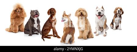 Set di diversi cani di razza pura in varie dimensioni e colori, seduti tranquillamente su sfondo bianco. Foto Stock