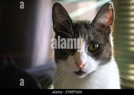 Una vista ravvicinata del volto di un gatto Foto Stock