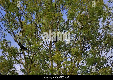 Due corvi neri, in cima ad un albero, rami aggrovigliati, molte foglie verdi. Foto Stock