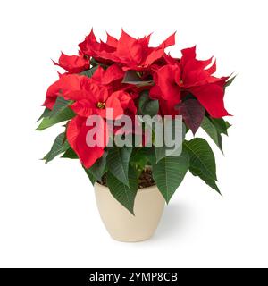 Singola Poinsettia rossa pianta in vaso isolata su sfondo bianco da vicino Foto Stock