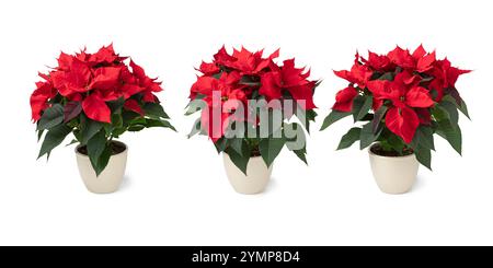 Tre Poinsettia rosse in vaso in fiore in fila isolate su sfondo bianco da vicino Foto Stock