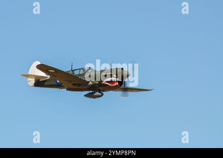 Curtiss P-40 Warhawk in volo al Wings Over Wairarapa Airshow, Hood Aerodrome, Masterton, nuova Zelanda. Arte del naso, arte della bocca dello squalo. Denti Foto Stock