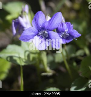 Wood Violet, Viola riviniana RCHB, fioritura al sole primaverile vicino a East Grinstead Foto Stock