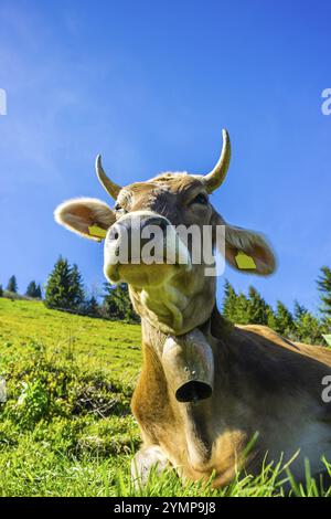 Vacca da latte, Allgaeuer Braunvieh, prato alpino, vicino a Oberstdorf, Allgaeu, Baviera, Germania, Europa Foto Stock