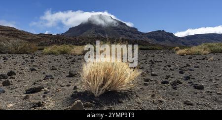 Gorse del Teide sbiadito e la cima del Montana Guajara, anche: Alto de Guajara, 2715 m, pareti del cratere, Caldera de las Canadas, un enorme calderone vulcanico, T Foto Stock