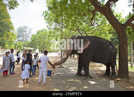 Pellegrini dello Sri Lanka che nutrono l'elefante del tempio al tempio buddista Ruhunu Maha Kataragama Dewalaya, Kataragama, provincia di uva, Sri Lanka, Asia Foto Stock