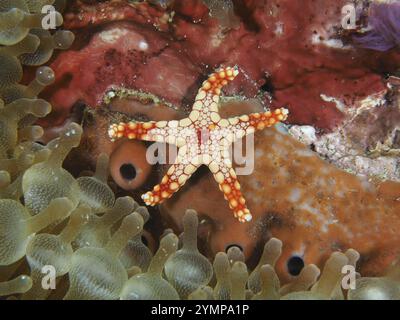 Piccole stelle marine arancioni, stelle marine perle (Fromia monilis), circondate da coralli colorati e anemoni, sito di immersione Toyapakeh, Nusa Ceningan, Nusa Penida, Foto Stock