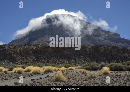 Gorse del Teide sbiadito e la cima del Montana Guajara, anche: Alto de Guajara, 2715 m, pareti del cratere, Caldera de las Canadas, un enorme calderone vulcanico, T Foto Stock