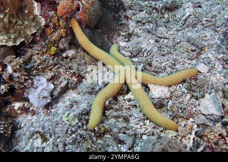 Stella marina blu (Linckia laevigata blu), variante gialla, sul fondo del mare accanto a coralli e colorate strutture della barriera corallina, sito di immersione Gamat Bay, Nusa Ceningan Foto Stock