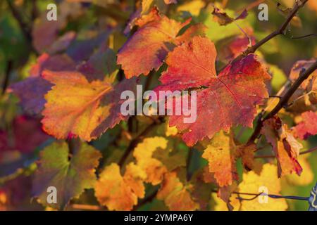 Foglie autunnali colorate in tonalità di rosso e giallo su una vite alla luce del sole, Baden-Wuerttemberg, Germania, Europa Foto Stock