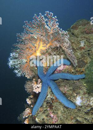 Stelle marine blu (Linckia laevigata blu) in una barriera corallina accanto a coralli morbidi colorati, sito di immersione Pidada, Penyapangan, Bali, Indonesia, Asia Foto Stock