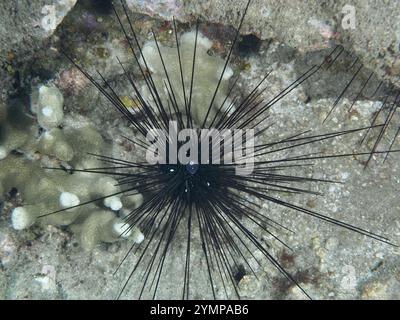 Arbacia lixula con lunghe spine, ricci di mare Diadem (Diadema setosum), su fondali sabbiosi, sito di immersione Pidada, Penyapangan, Bali, Indonesia, Asia Foto Stock