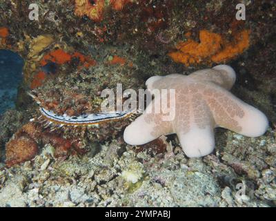 Stella a rulli granulata (Choriaster granulatus) accanto a coralli colorati e grandi ostriche spinose variabili (Spondylus varius) in un paesaggio sottomarino Foto Stock