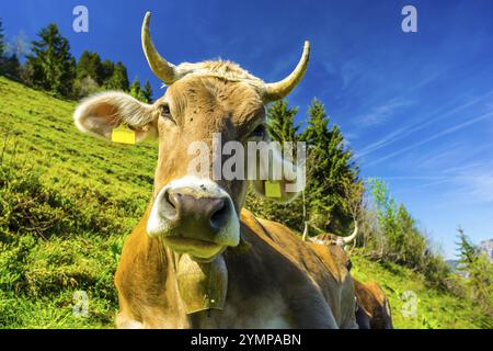 Vacca da latte, Allgaeuer Braunvieh, prato alpino, vicino a Oberstdorf, Allgaeu, Baviera, Germania, Europa Foto Stock