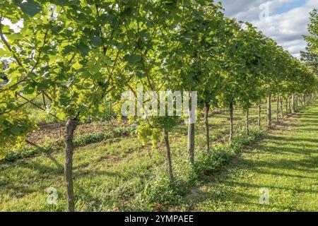 Un vigneto soleggiato con uve mature e foglie verdi in filari ordinati sotto un cielo azzurro, Palatinato meridionale, Palatinato, Renania-Palatinato, Germania, E Foto Stock