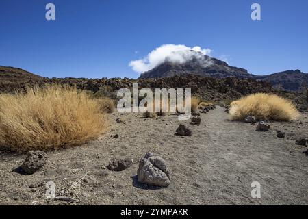 Gorse del Teide sbiadito e la cima del Montana Guajara, anche: Alto de Guajara, 2715 m, pareti del cratere, Caldera de las Canadas, un enorme calderone vulcanico, T Foto Stock