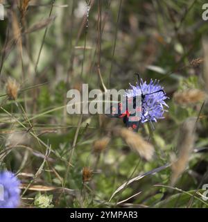 Zygaena filipendulae, una falce di Burnet in sei punti, che si nutrono di un fiore di mais a Trevose Head in Cornovaglia Foto Stock