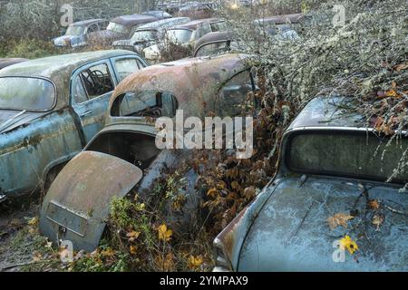 Rottami di automobili, autunno, cimitero di Bastnaes, Vaermland, Svezia, Europa Foto Stock