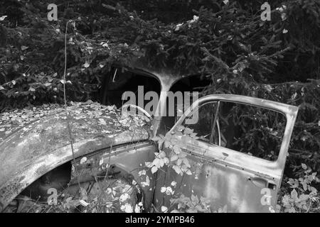 Rottami ricoperti di foresta, VW Beetle, bianco e nero, Bastnaes, Vaermland, Svezia, Europa Foto Stock