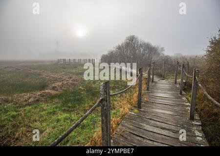 Una passerella o passerella in legno conduce attraverso una riserva naturale in fitta nebbia. Paesaggio girato in mezzo alla natura in autunno. Rovine del castello di Baldenau, M Foto Stock