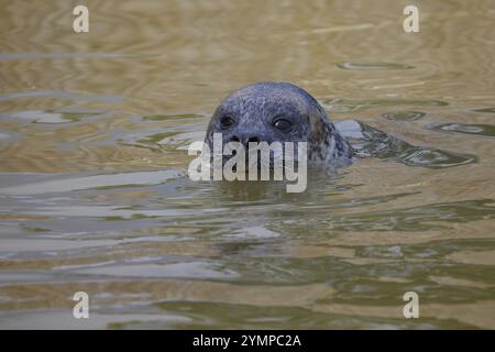 Foca comune, Phoca vitulina o Habour Seal che nuotano in una piscina d'acqua Foto Stock