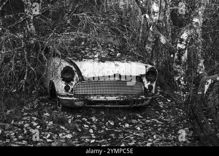Rottami ricoperti di foreste, cimitero automobilistico di Bastnaes, Vaermland, Svezia, Europa Foto Stock